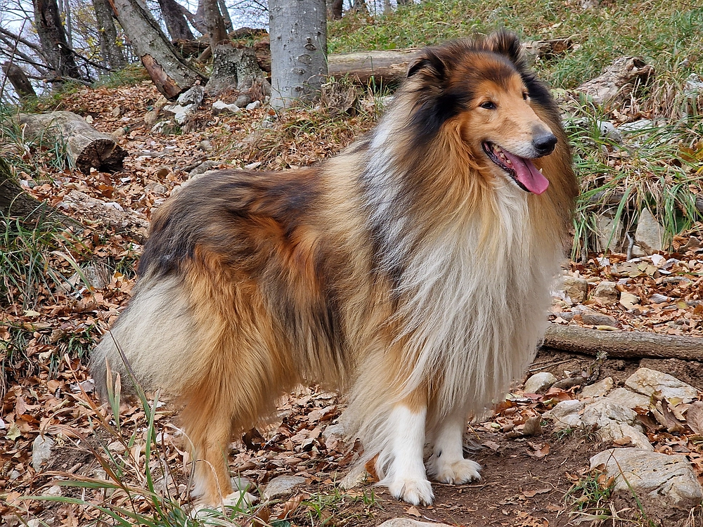 Donačka gora in Boč, 1. 11. 2025