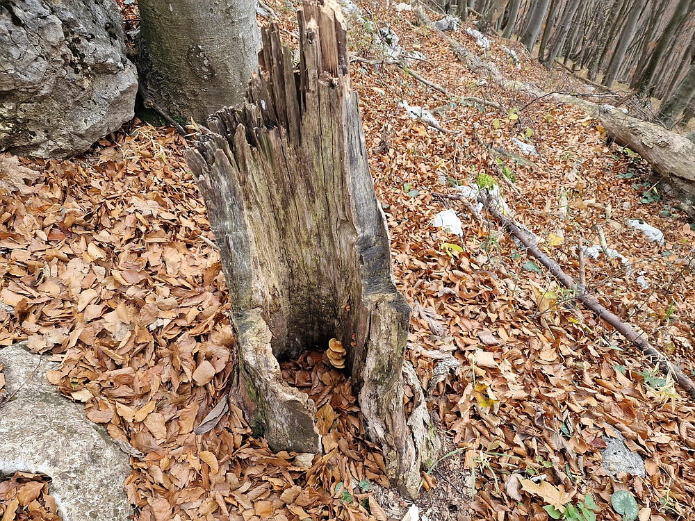 Donačka gora in Boč, 1. 11. 2025