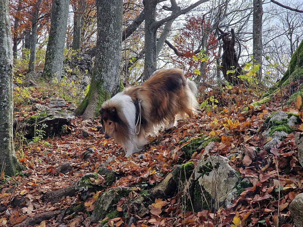 Donačka gora in Boč, 1. 11. 2025