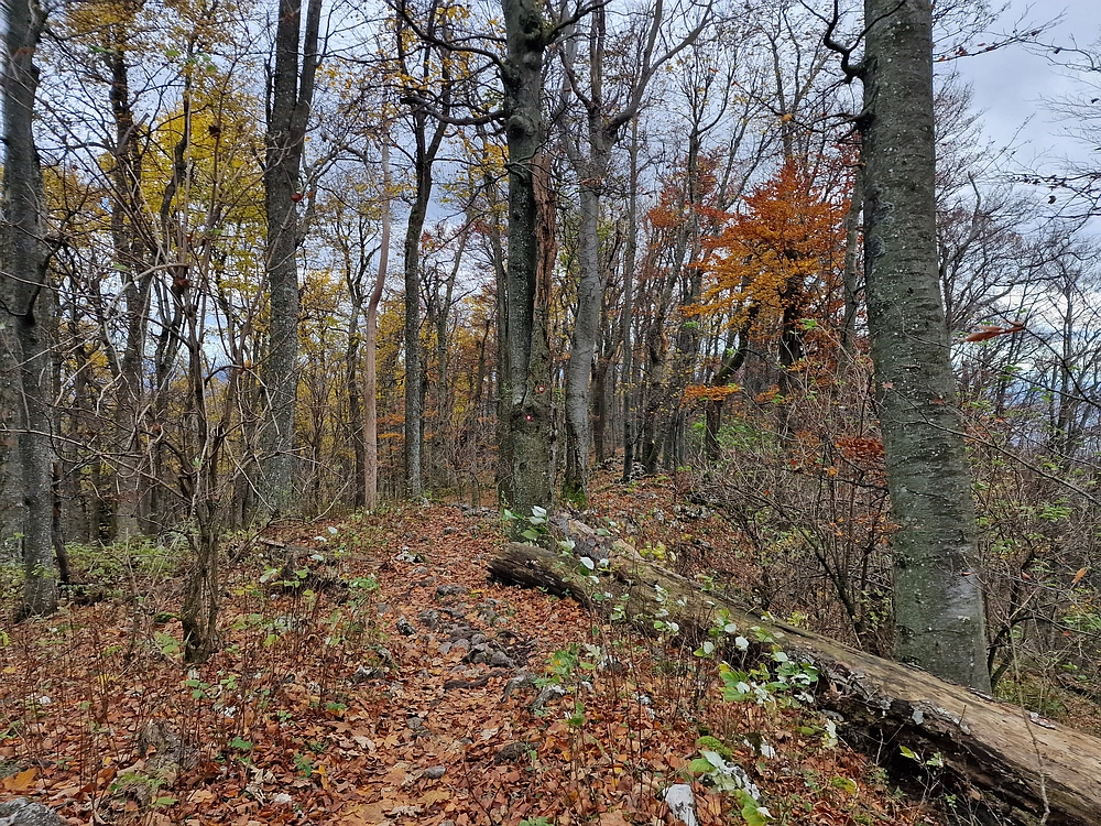 Donačka gora in Boč, 1. 11. 2025