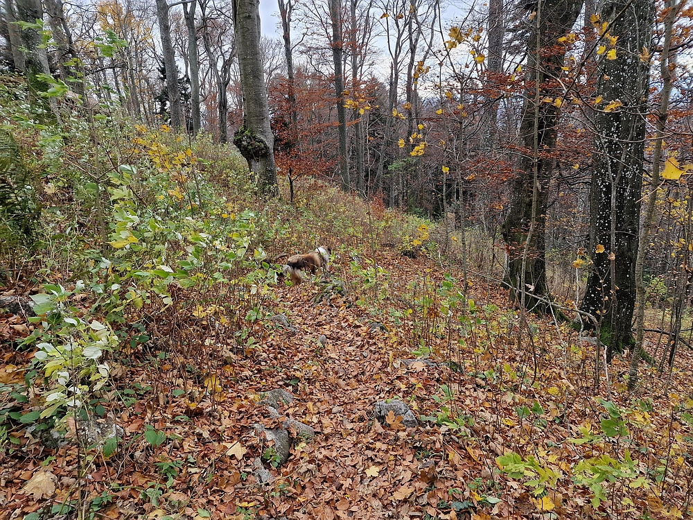 Donačka gora in Boč, 1. 11. 2025