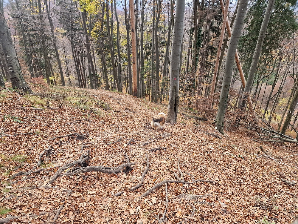 Donačka gora in Boč, 1. 11. 2025