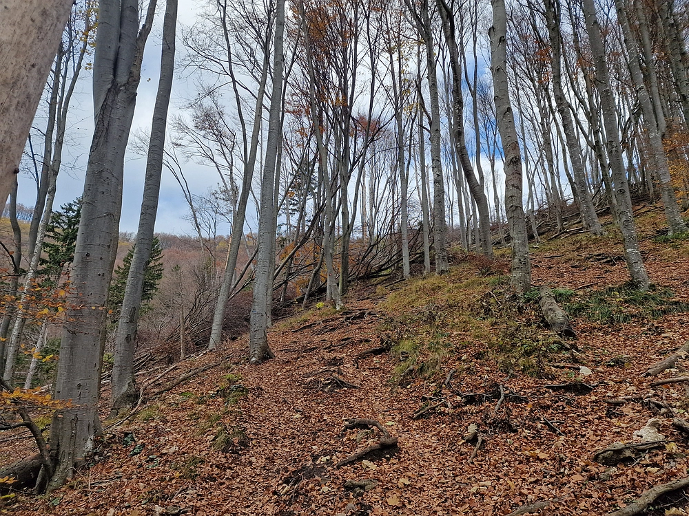 Donačka gora in Boč, 1. 11. 2025