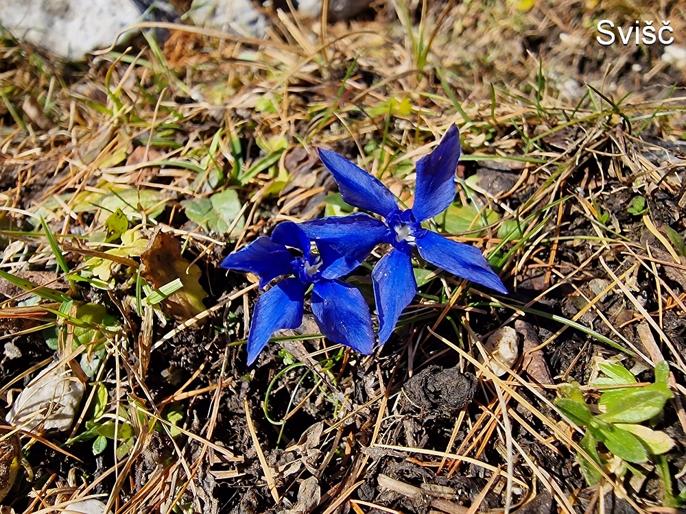 Srednji vrh, 9. 11. 2025