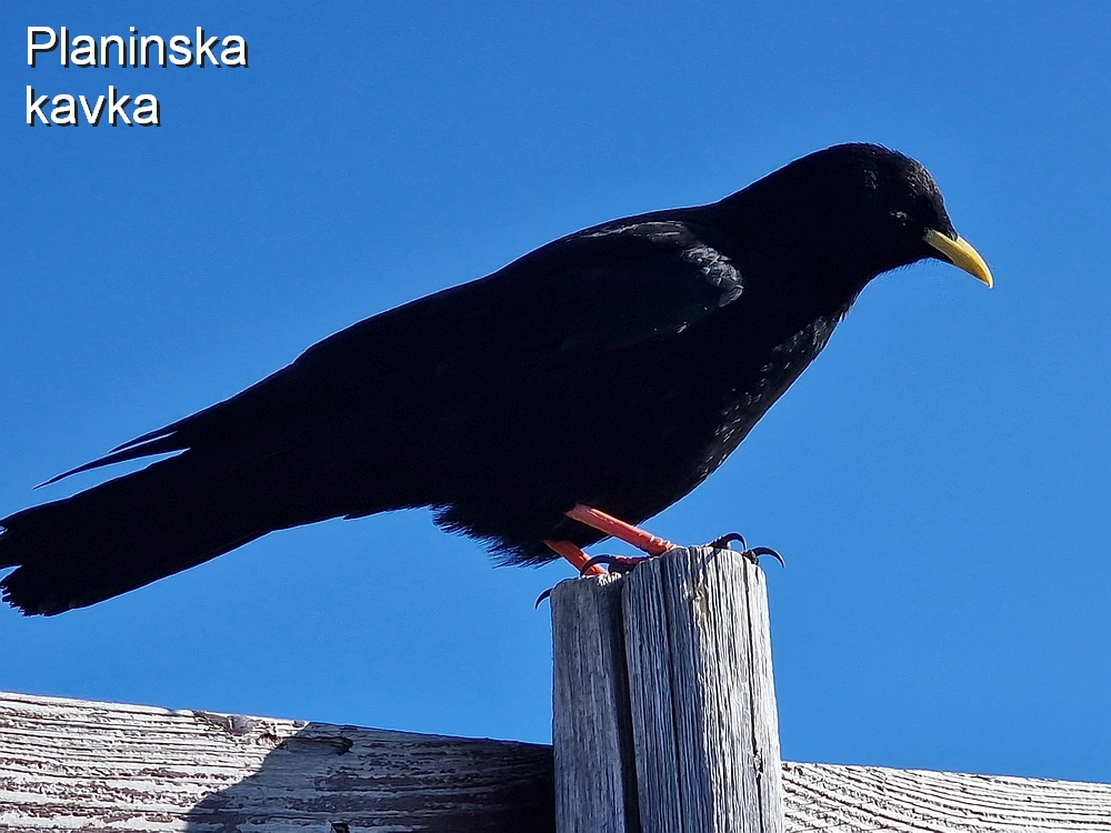 Srednji vrh, 9. 11. 2025