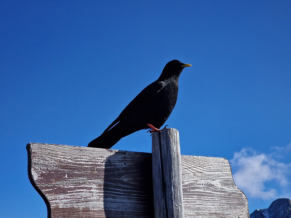 Srednji vrh, 9. 11. 2025