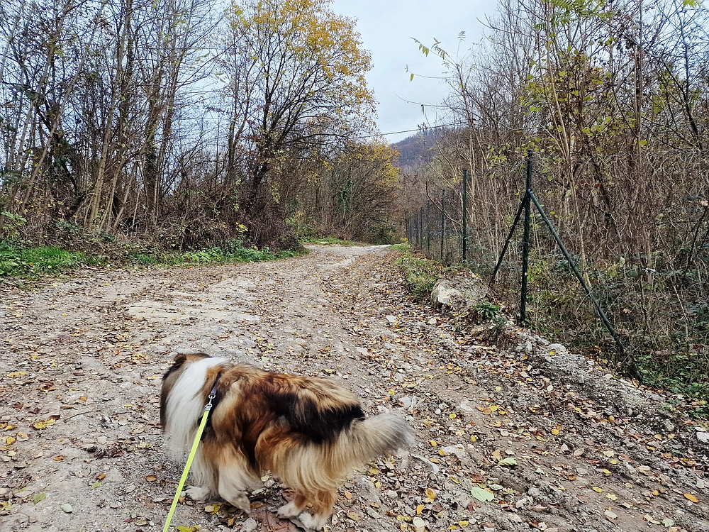 Žrebljev hrib, 15. 11. 2025