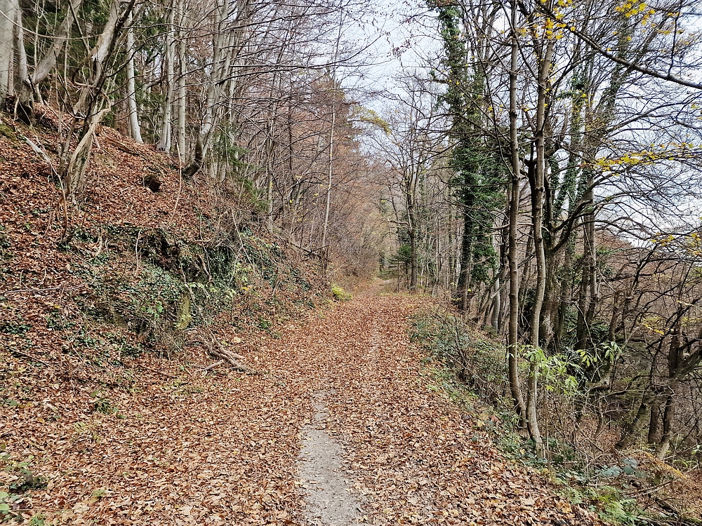 Žrebljev hrib, 15. 11. 2025