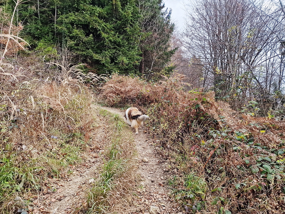 Žrebljev hrib, 15. 11. 2025