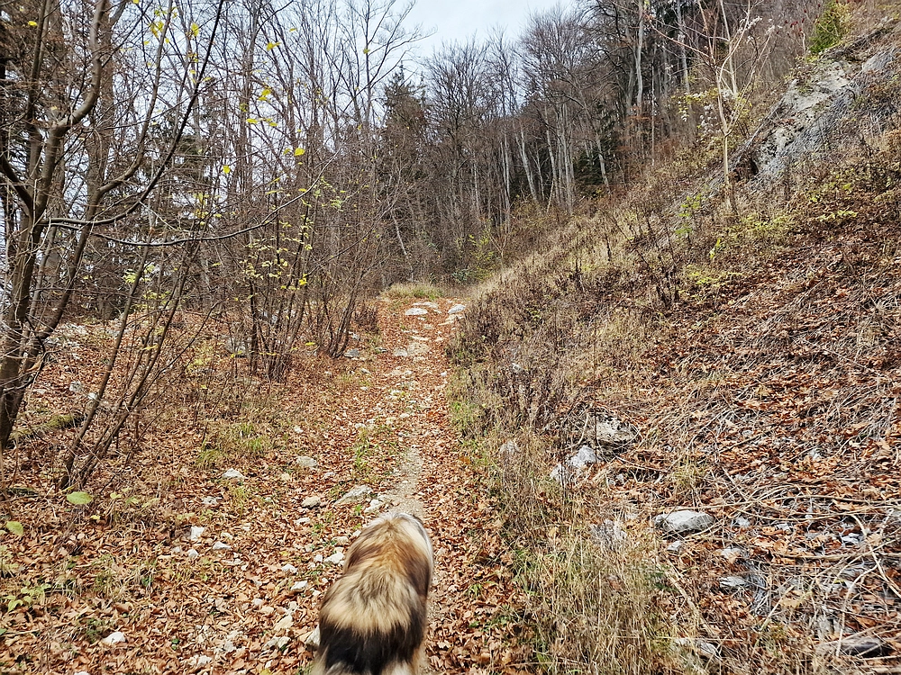 Žrebljev hrib, 15. 11. 2025