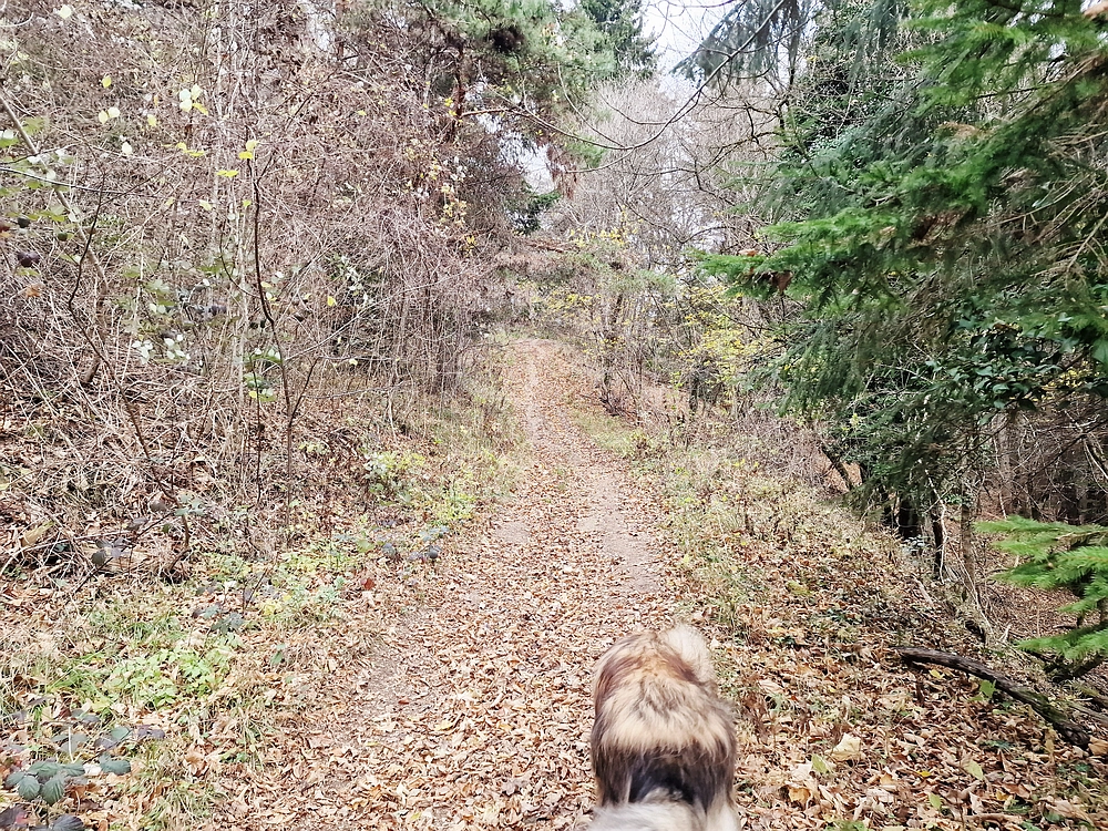 Žrebljev hrib, 15. 11. 2025