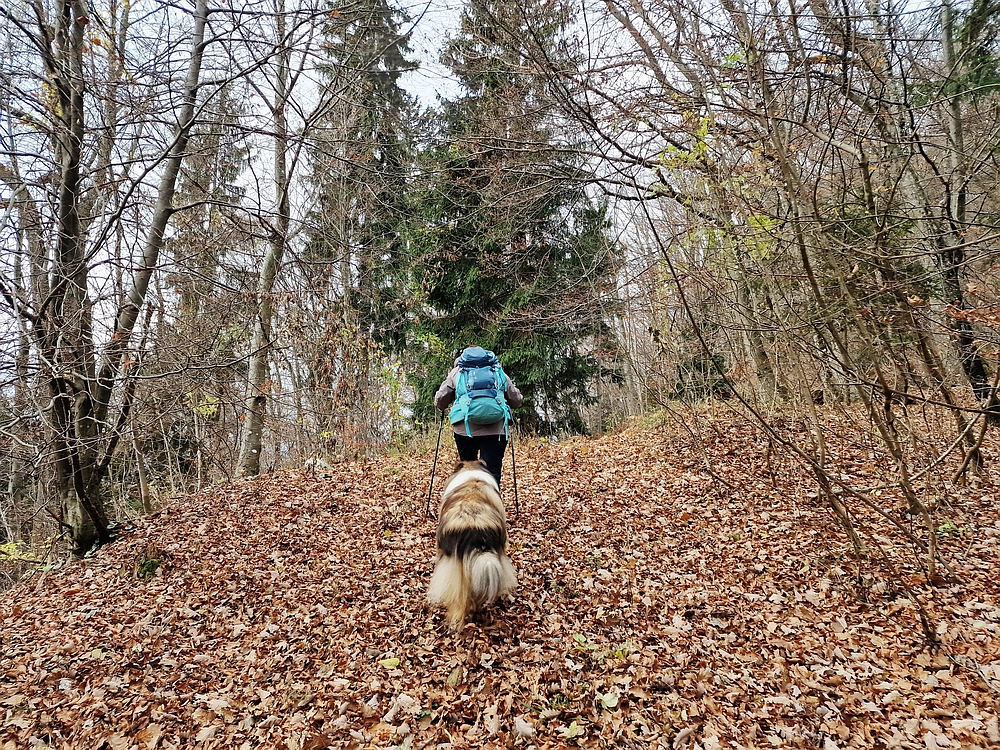 Žrebljev hrib, 15. 11. 2025