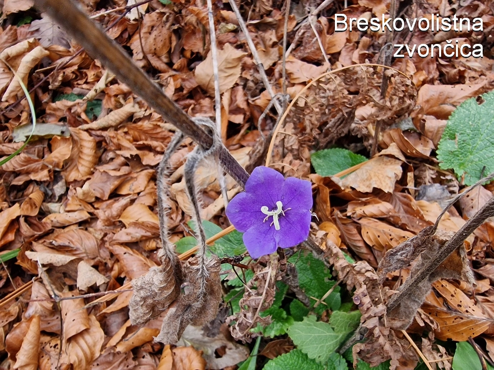 Žrebljev hrib, 15. 11. 2025