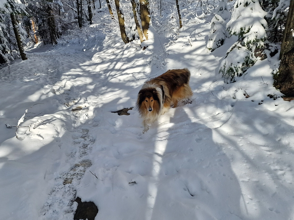 Vrhe - Čemšeniška planina, 23. 11. 2025