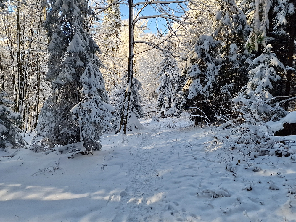 Vrhe - Čemšeniška planina, 23. 11. 2025