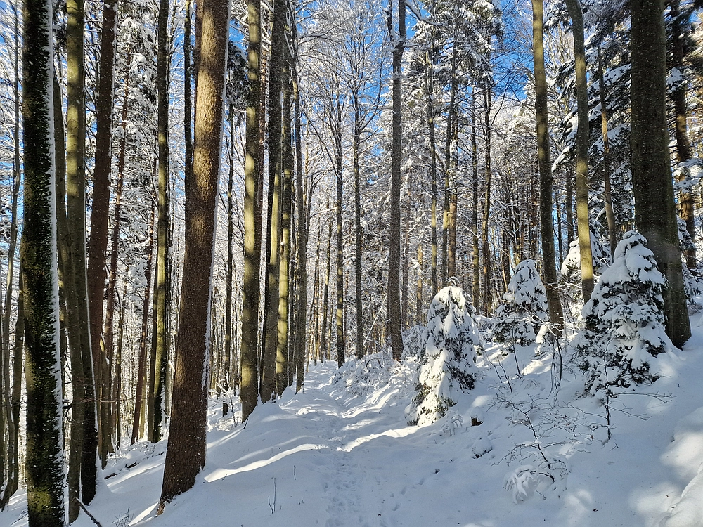 Vrhe - Čemšeniška planina, 23. 11. 2025