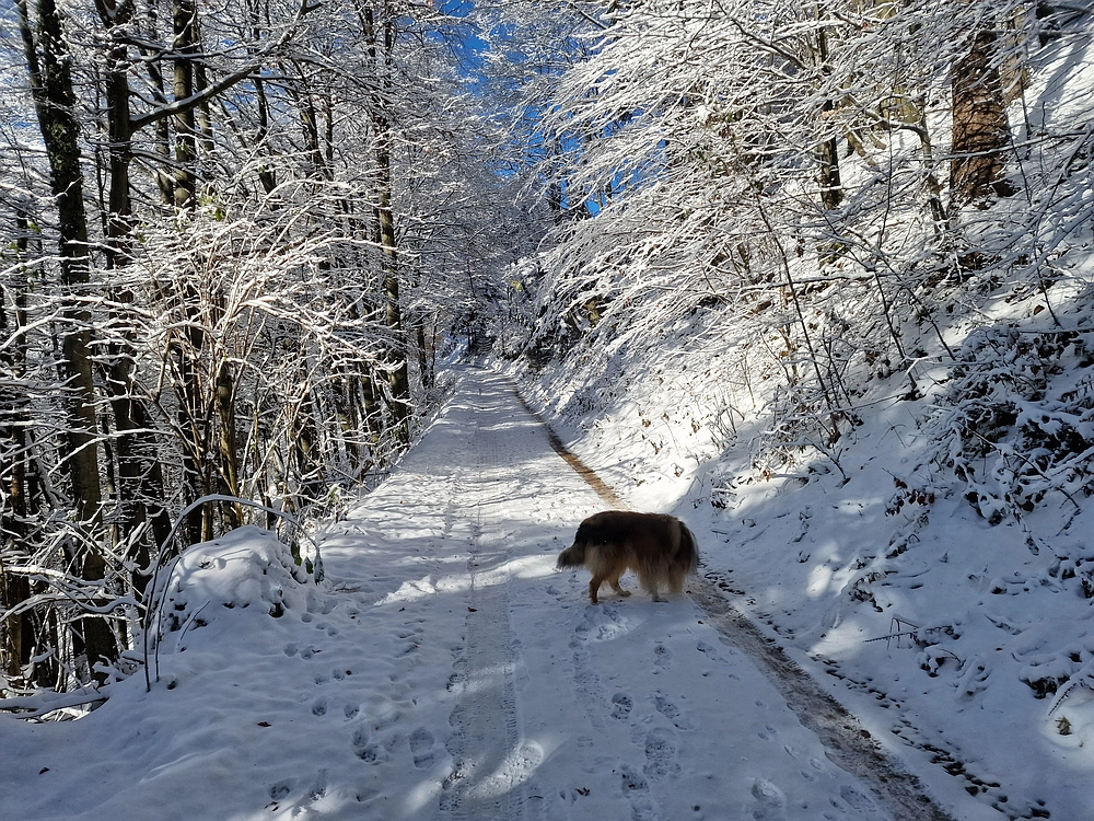 Vrhe - Čemšeniška planina, 23. 11. 2025