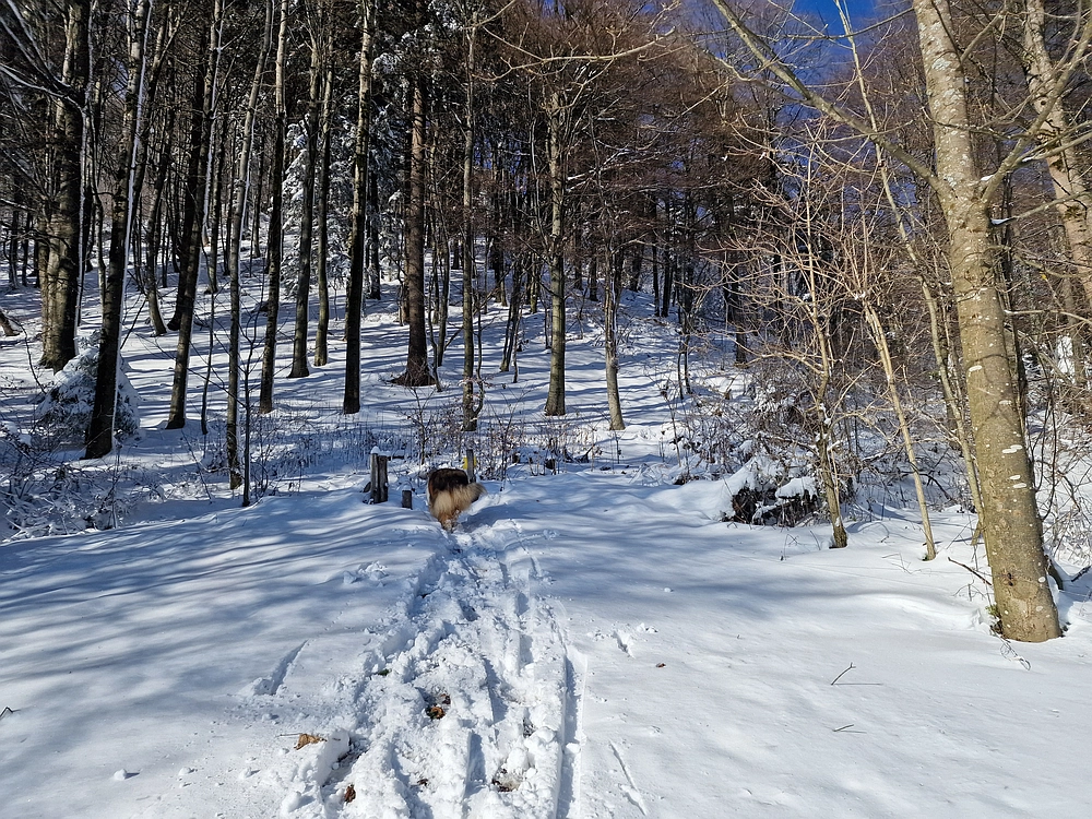 Vrhe - Čemšeniška planina, 23. 11. 2025