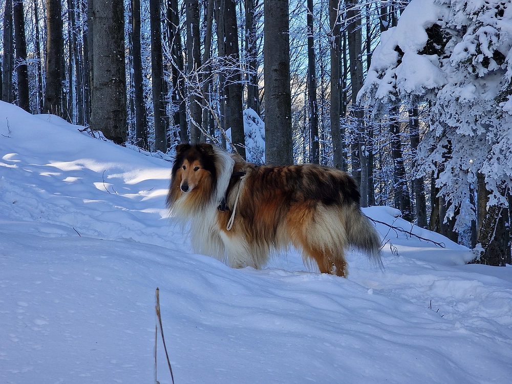 Vrhe - Čemšeniška planina, 23. 11. 2025