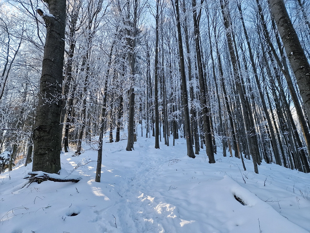 Vrhe - Čemšeniška planina, 23. 11. 2025