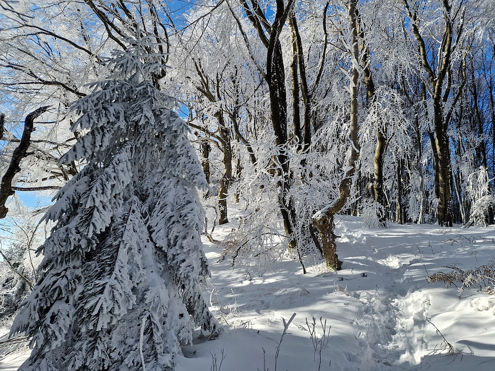 Vrhe - Čemšeniška planina, 23. 11. 2025