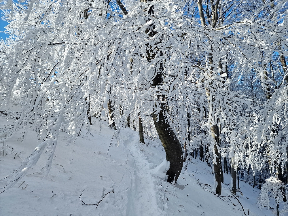 Vrhe - Čemšeniška planina, 23. 11. 2025