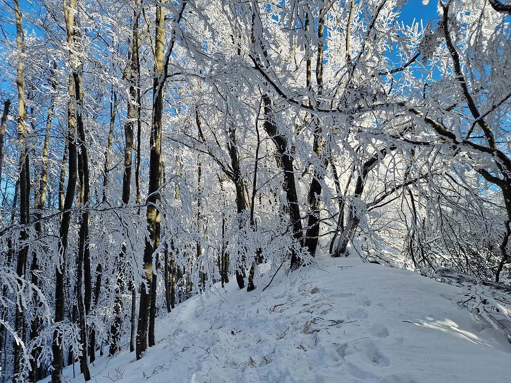 Vrhe - Čemšeniška planina, 23. 11. 2025