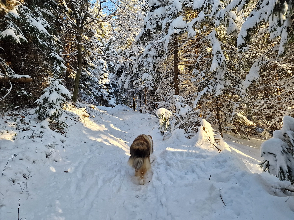 Vrhe - Čemšeniška planina, 23. 11. 2025