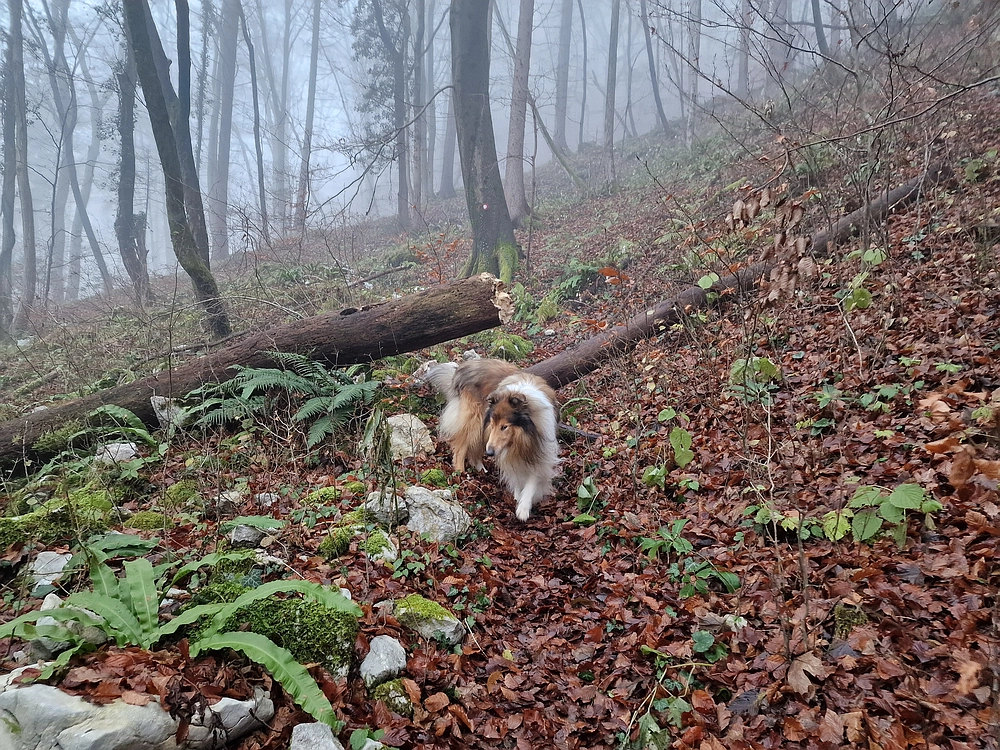 Ostrež, 7. 12. 2025