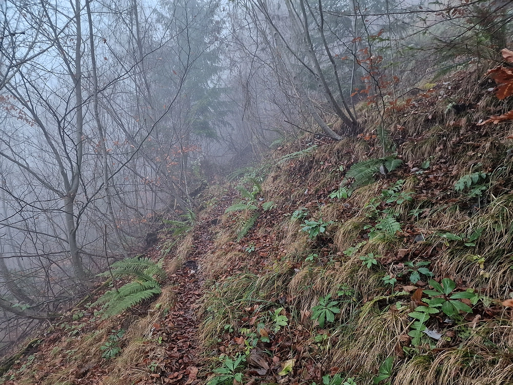 Ostrež, 7. 12. 2025