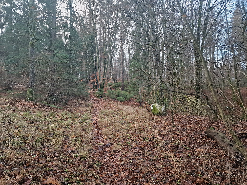 Ostrež, 7. 12. 2025