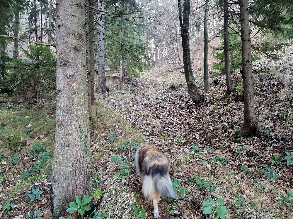 Ostrež, 7. 12. 2025