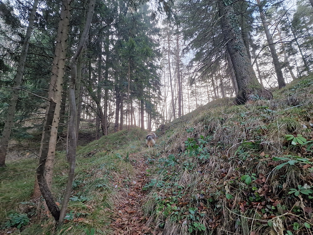 Ostrež, 7. 12. 2025