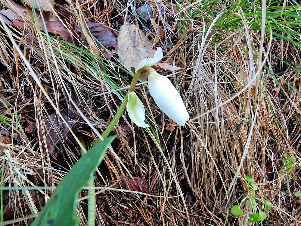 Ostrež, 7. 12. 2025