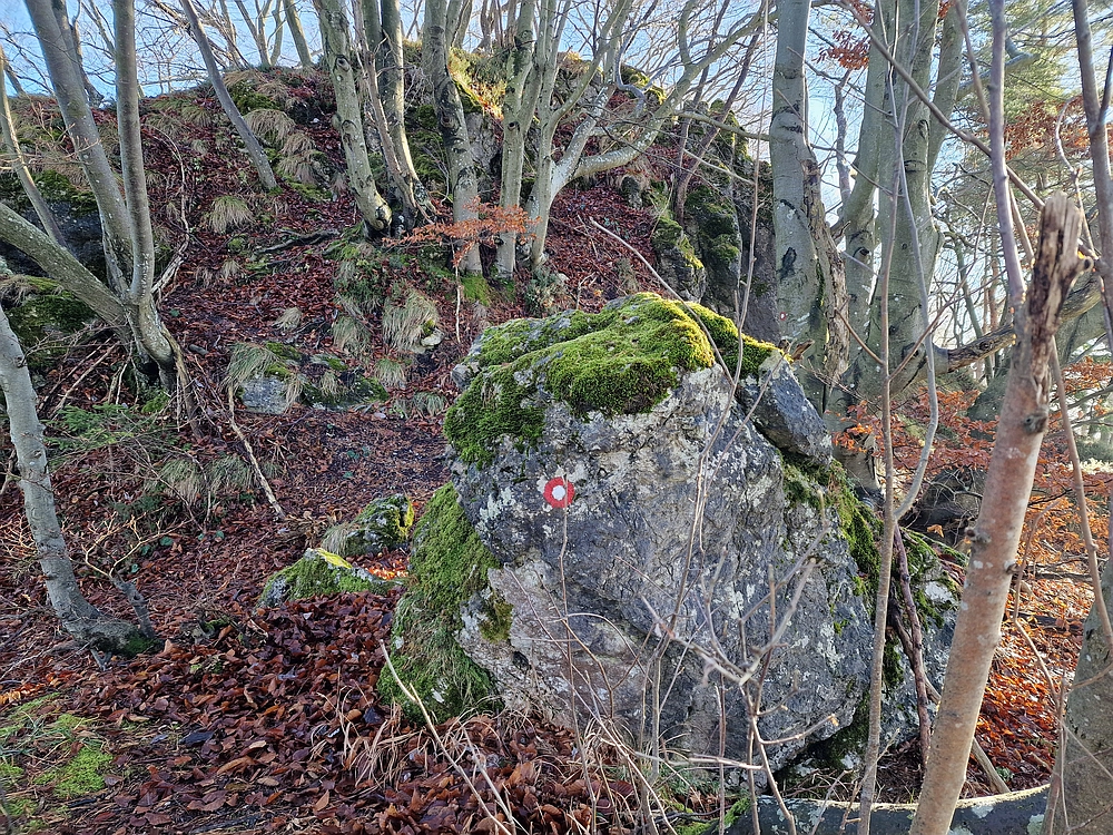 Ostrež, 7. 12. 2025