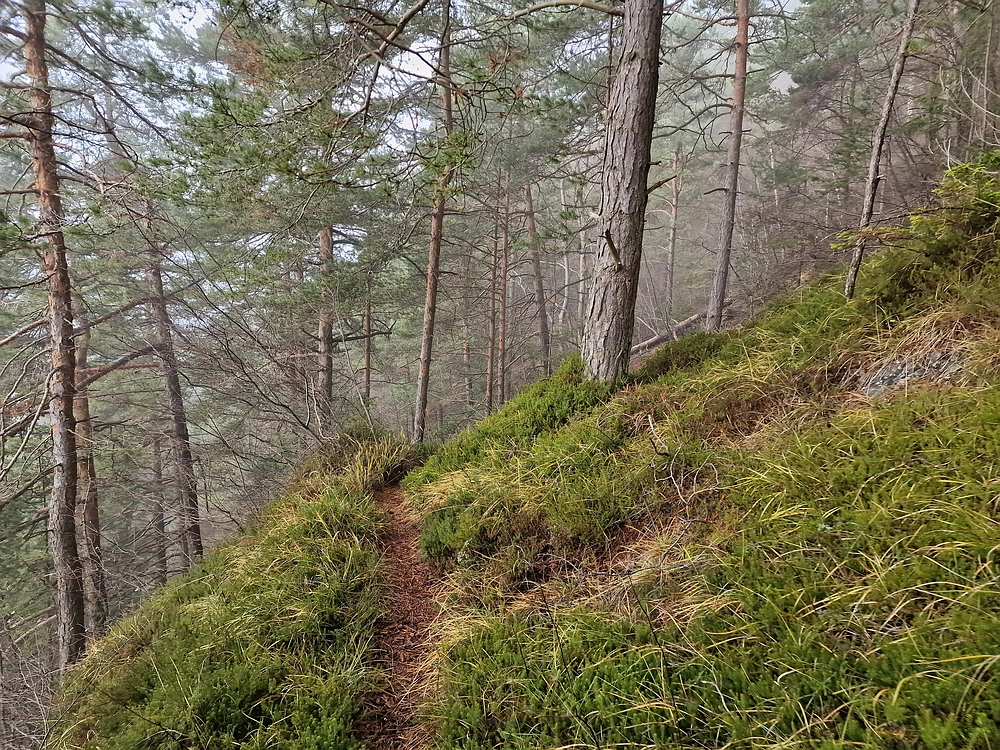 Ostrež, 7. 12. 2025