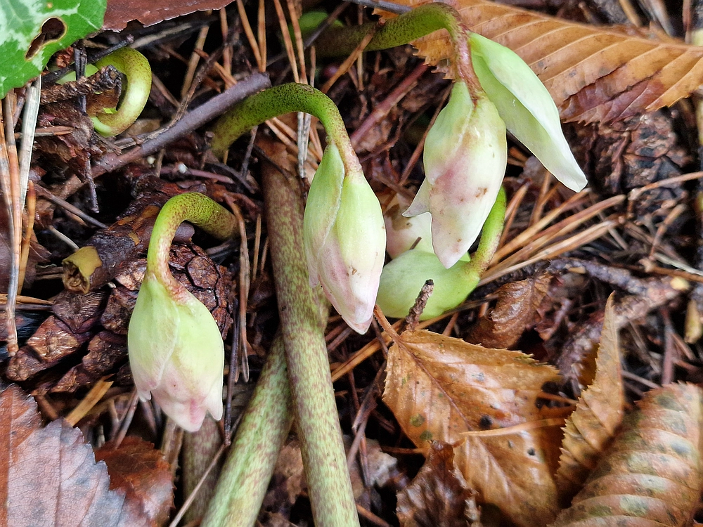 Ostrež, 7. 12. 2025