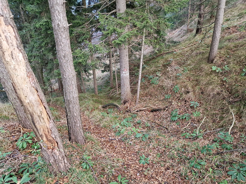 Ostrež, 7. 12. 2025