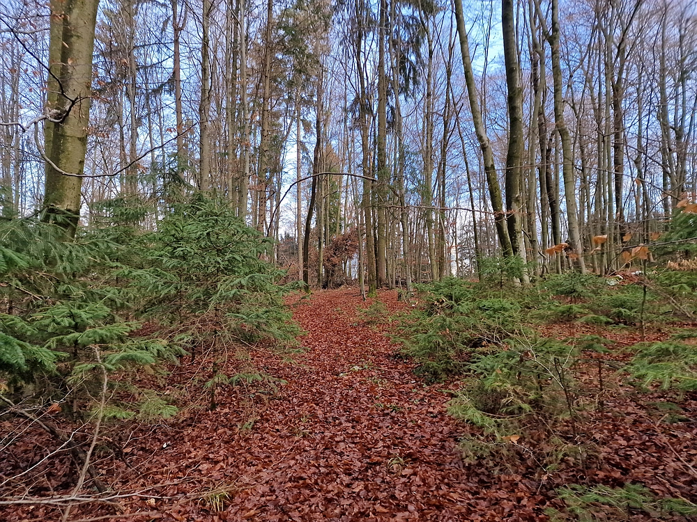 Ostrež, 7. 12. 2025