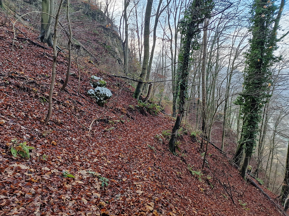 Ostrež, 7. 12. 2025