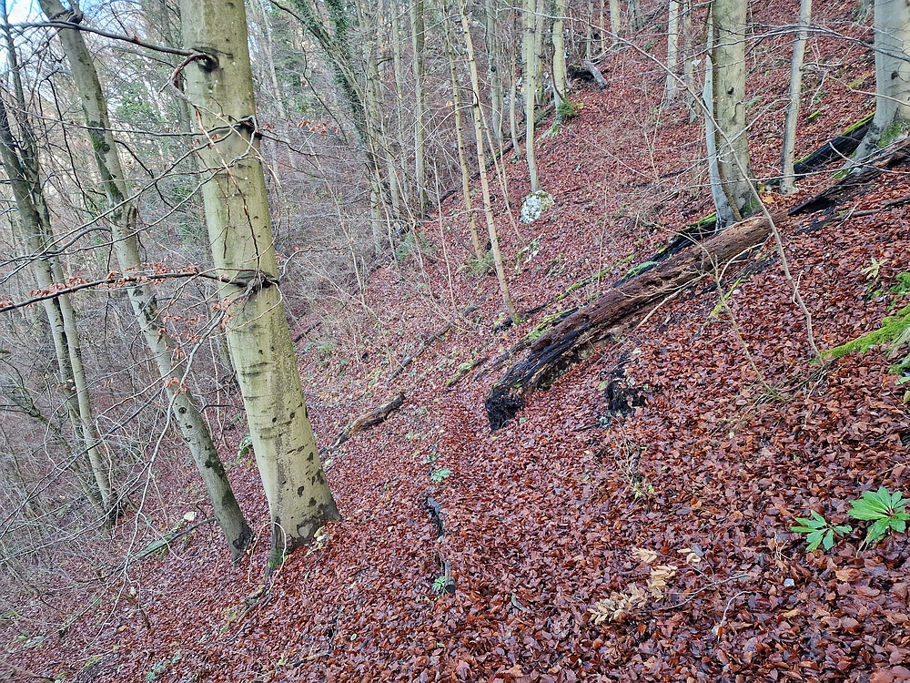 Ostrež, 7. 12. 2025