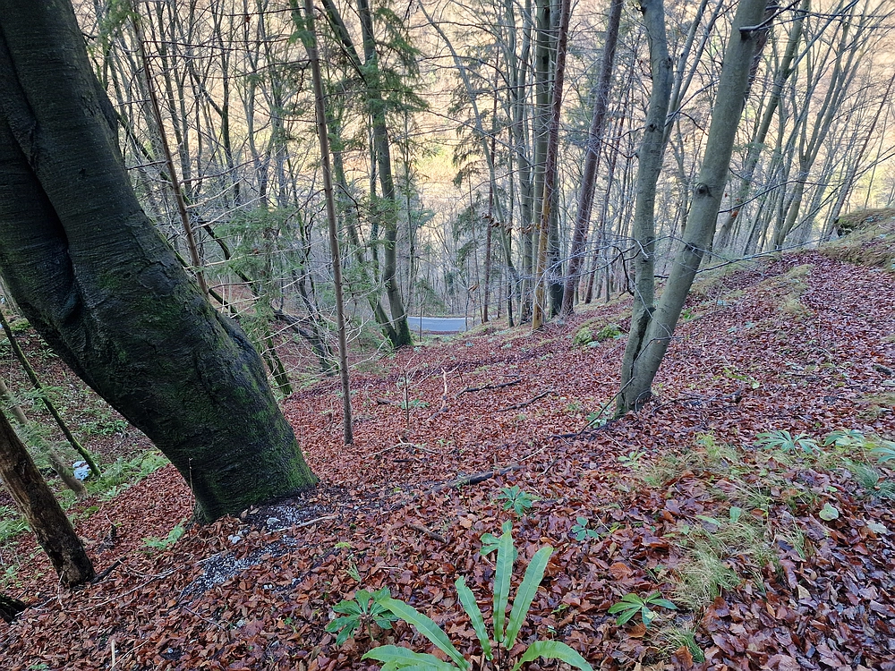 Ostrež, 7. 12. 2025