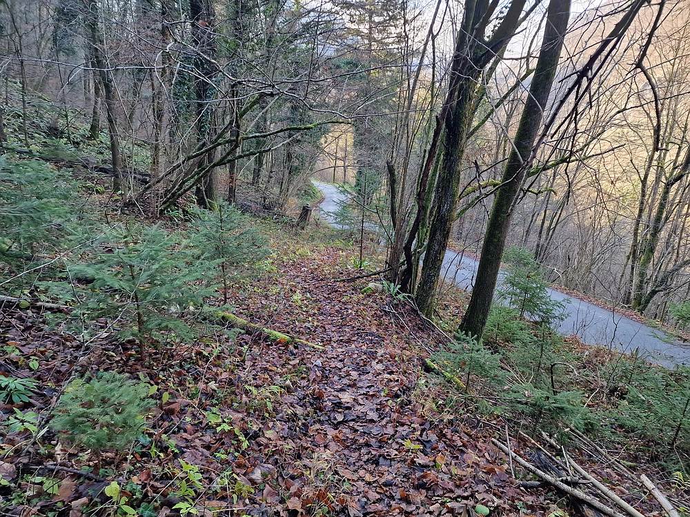 Ostrež, 7. 12. 2025