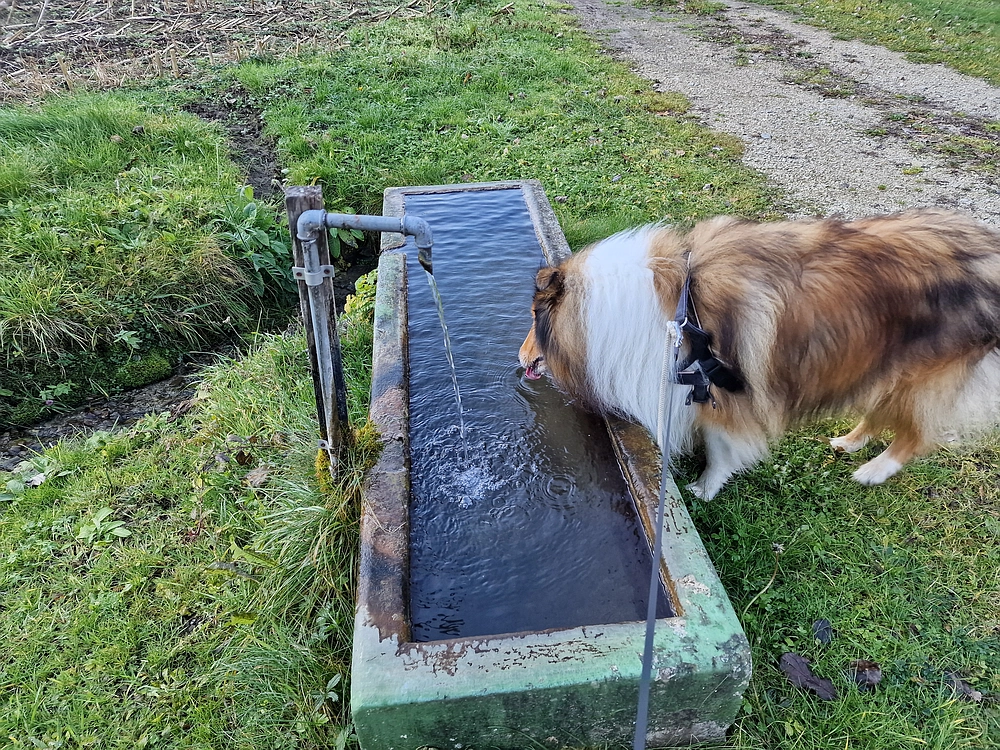 Ostrež, 7. 12. 2025