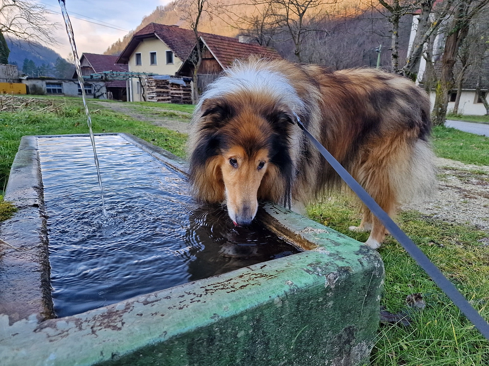 Ostrež, 7. 12. 2025
