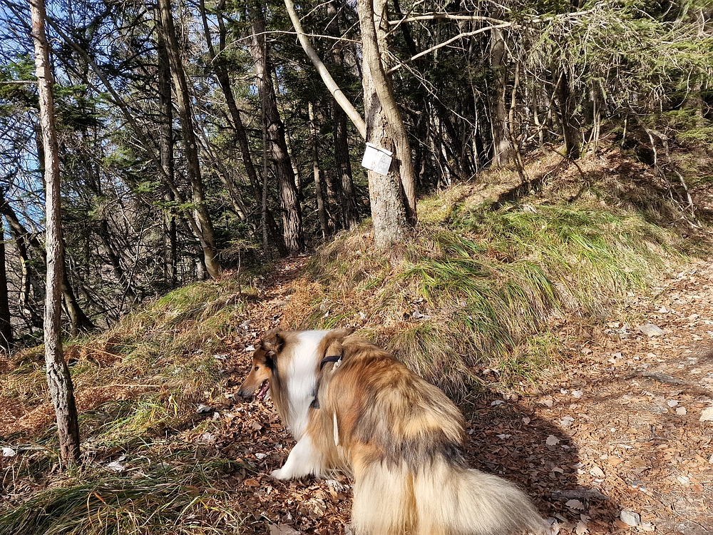 Razbor - Čemšeniška planina, 13. 12. 2025