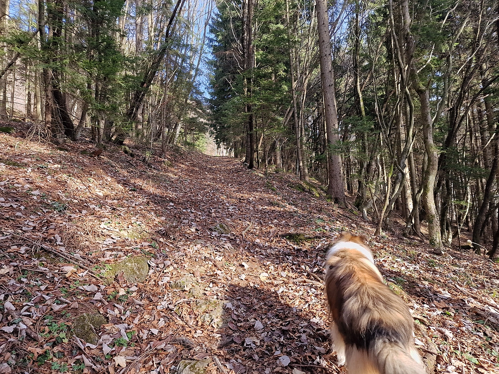 Razbor - Čemšeniška planina, 13. 12. 2025
