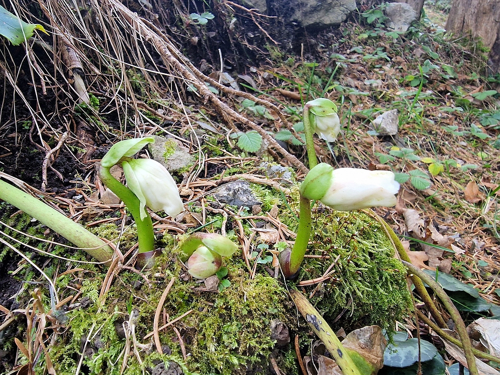 Razbor - Čemšeniška planina, 13. 12. 2025