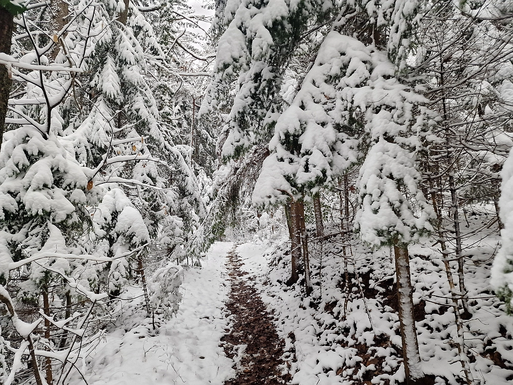 Mrzlica čez Zg. Čeče, 26. 12. 2025