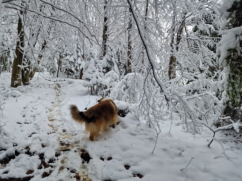 Mrzlica čez Zg. Čeče, 26. 12. 2025